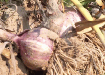 China’s Garlic Market in 2025: Record Yields, Price Trends, and Export Opportunities