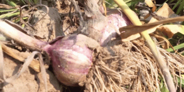 China’s Garlic Market in 2025: Record Yields, Price Trends, and Export Opportunities