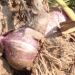 China’s Garlic Market in 2025: Record Yields, Price Trends, and Export Opportunities