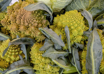 From Classic to Exotic: Over 30 Cabbage Varieties Take Center Stage at Farmers’ Markets