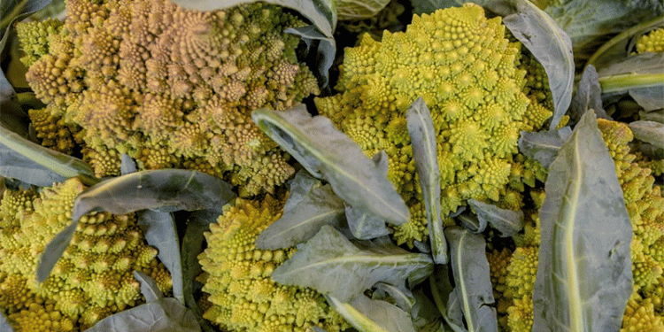 From Classic to Exotic: Over 30 Cabbage Varieties Take Center Stage at Farmers’ Markets