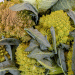 From Classic to Exotic: Over 30 Cabbage Varieties Take Center Stage at Farmers’ Markets