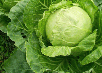 Hand-Harvesting Early Cabbage in Leningrad Region: Yields, Challenges, and Market Strategies