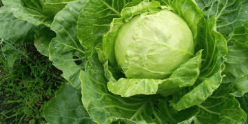 Hand-Harvesting Early Cabbage in Leningrad Region: Yields, Challenges, and Market Strategies