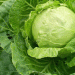 Hand-Harvesting Early Cabbage in Leningrad Region: Yields, Challenges, and Market Strategies