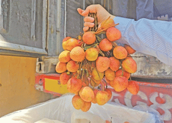 From Luxury to Affordability: How a TV Show and Record Harvests Are Reshaping the Global荔枝 (Lychee) Market