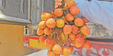 From Luxury to Affordability: How a TV Show and Record Harvests Are Reshaping the Global荔枝 (Lychee) Market