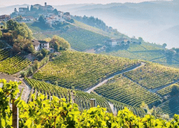 Spain Boosts Agri-Food Sector with €875,750 Funding Program – Key Opportunities for Farmers and Industry Professionals