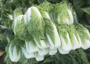 Unlocking the Secrets of the CCT Gene Family in Chinese Cabbage: Key to Stress Resistance and Higher Yields