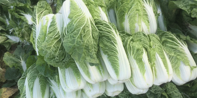 Unlocking the Secrets of the CCT Gene Family in Chinese Cabbage: Key to Stress Resistance and Higher Yields