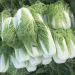 Unlocking the Secrets of the CCT Gene Family in Chinese Cabbage: Key to Stress Resistance and Higher Yields