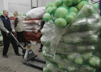 Volgograd Region Shatters Vegetable Harvest Records: Key Insights for Modern Farmers