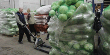 Volgograd Region Shatters Vegetable Harvest Records: Key Insights for Modern Farmers