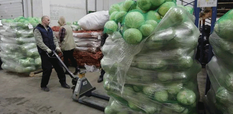 Volgograd Region Shatters Vegetable Harvest Records: Key Insights for Modern Farmers