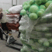 Volgograd Region Shatters Vegetable Harvest Records: Key Insights for Modern Farmers