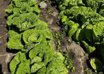 From Cabbage to Cash: How One Farm’s Expansion in Beijing Cabbage and Strawberries is Boosting Local Agriculture