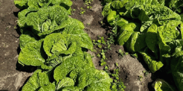 From Cabbage to Cash: How One Farm’s Expansion in Beijing Cabbage and Strawberries is Boosting Local Agriculture