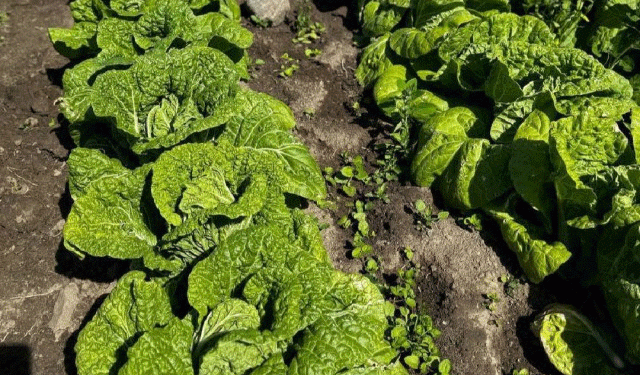 From Cabbage to Cash: How One Farm’s Expansion in Beijing Cabbage and Strawberries is Boosting Local Agriculture