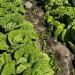 From Cabbage to Cash: How One Farm’s Expansion in Beijing Cabbage and Strawberries is Boosting Local Agriculture
