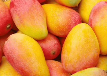 Global Mango Industry Unites: Key Takeaways from the 14th International Mango Symposium