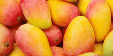 Global Mango Industry Unites: Key Takeaways from the 14th International Mango Symposium