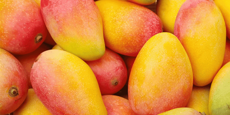 Global Mango Industry Unites: Key Takeaways from the 14th International Mango Symposium