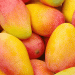 Global Mango Industry Unites: Key Takeaways from the 14th International Mango Symposium