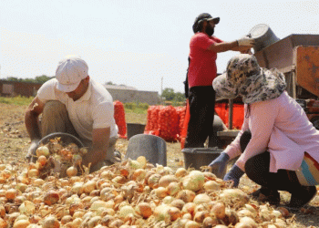 Kizlyar District Kicks Off Vegetable Harvest: Challenges, Innovations, and Market Trends in Dagestan’s Agriculture