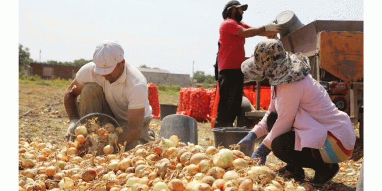Kizlyar District Kicks Off Vegetable Harvest: Challenges, Innovations, and Market Trends in Dagestan’s Agriculture