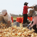 Kizlyar District Kicks Off Vegetable Harvest: Challenges, Innovations, and Market Trends in Dagestan’s Agriculture