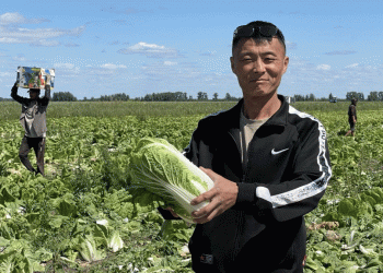 Early Vegetable Harvest in Rubtsovsky District: Challenges, Innovations, and the Future of Farming