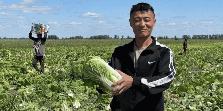 Early Vegetable Harvest in Rubtsovsky District: Challenges, Innovations, and the Future of Farming
