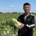 Early Vegetable Harvest in Rubtsovsky District: Challenges, Innovations, and the Future of Farming