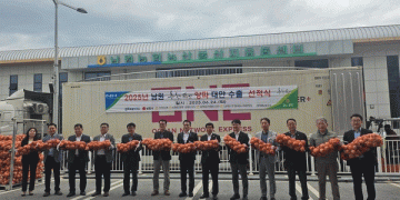 South Korea’s Onion Exports to Taiwan: A Strategic Move to Stabilize Prices and Supply