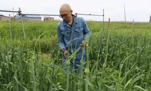 From Garlic Farms to Garlic Festivals: How Wakkanai’s Innovators Are Revolutionizing Local Agriculture