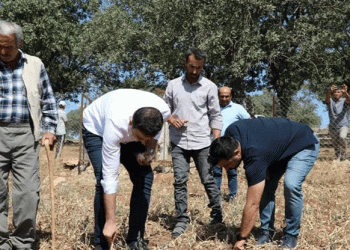 Mehina Garlic: A Drought-Resistant Treasure with Growing Potential in Hasankeyf