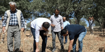 Mehina Garlic: A Drought-Resistant Treasure with Growing Potential in Hasankeyf