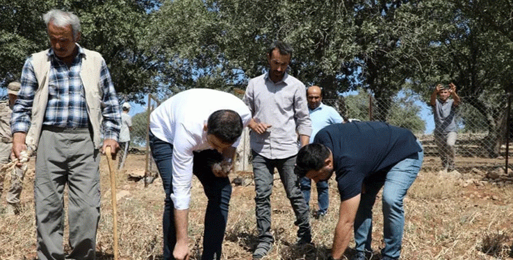 Mehina Garlic: A Drought-Resistant Treasure with Growing Potential in Hasankeyf
