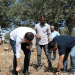 Mehina Garlic: A Drought-Resistant Treasure with Growing Potential in Hasankeyf