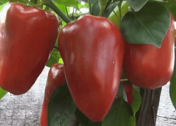 Bell Pepper Market Trends: Price Declines Amid Shifting Supply and Demand Dynamic