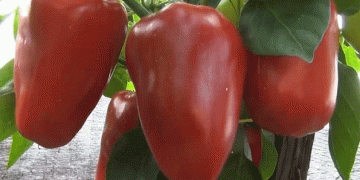 Bell Pepper Market Trends: Price Declines Amid Shifting Supply and Demand Dynamic