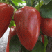 Bell Pepper Market Trends: Price Declines Amid Shifting Supply and Demand Dynamic