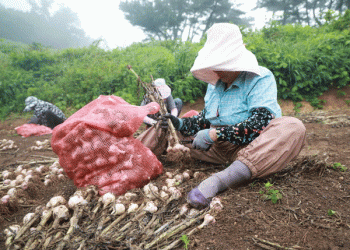 Taean’s Six-Clove Garlic: A Premium Crop with High Resistance and Market Potential