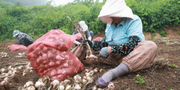 Taean’s Six-Clove Garlic: A Premium Crop with High Resistance and Market Potential