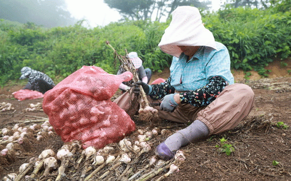 Taean’s Six-Clove Garlic: A Premium Crop with High Resistance and Market Potential