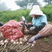 Taean’s Six-Clove Garlic: A Premium Crop with High Resistance and Market Potential