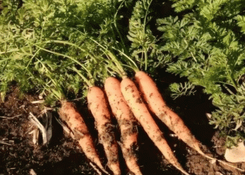 Boosting Root Crop Yields: Pre-Gorny District Kicks Off Beet and Carrot Harvest with High-Tech Farming
