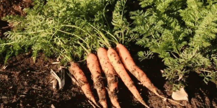 Boosting Root Crop Yields: Pre-Gorny District Kicks Off Beet and Carrot Harvest with High-Tech Farming