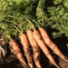 Boosting Root Crop Yields: Pre-Gorny District Kicks Off Beet and Carrot Harvest with High-Tech Farming