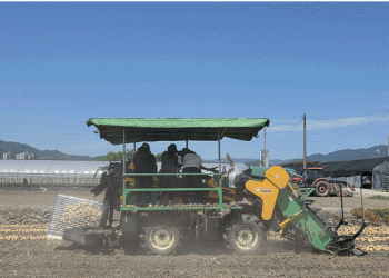 Onion Farming Revolution: How Mechanization Cuts Labor by 82% and Boosts Profitability